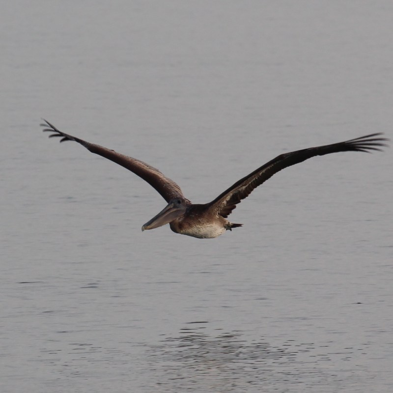 Pelican flying over calm water with wings spread wide.